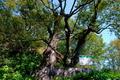 용암리 느티나무 썸네일 이미지