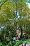 용암리 느티나무 썸네일 이미지