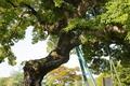 백석동 팽나무 썸네일 이미지