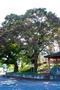 동면 광덕리 느티나무 썸네일 이미지