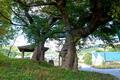 동면 광덕리 느티나무 썸네일 이미지