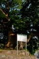 은지리 느티나무의 보호수 표지 썸네일 이미지