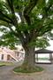 용원리 느티나무 썸네일 이미지